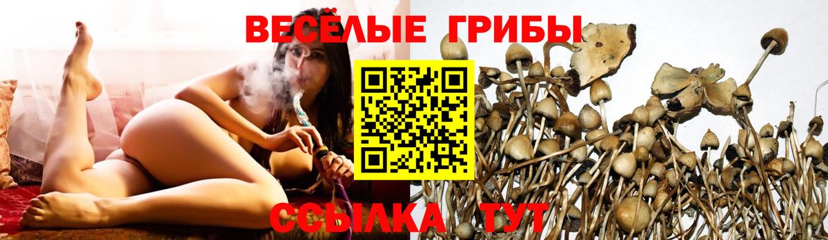 Галлюциногенные грибы GOLDEN TEACHER Верхняя Пышма